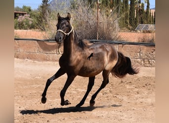 Andaluces, Semental, 2 años, 160 cm, Negro