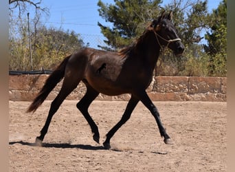 Andaluces, Semental, 2 años, 160 cm, Negro