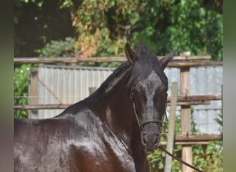 Andaluces, Semental, 2 años, 160 cm, Negro