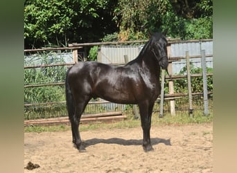 Andaluces, Semental, 2 años, 160 cm, Negro