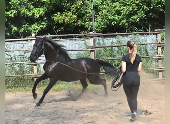 Andaluces, Semental, 2 años, 160 cm, Negro