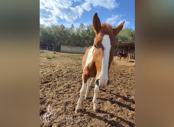 Andaluces, Semental, 2 años, 160 cm, Pío