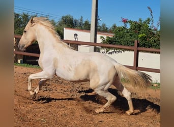 Andaluces, Semental, 2 años, 160 cm, Pío