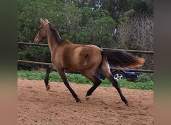 Andaluces, Semental, 2 años, 160 cm, Tordo