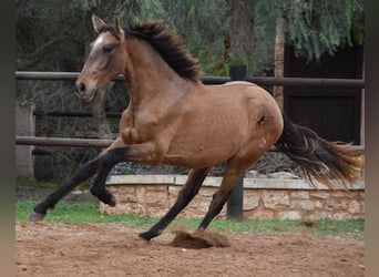 Andaluces, Semental, 2 años, 160 cm, Tordo