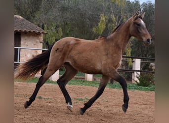 Andaluces, Semental, 2 años, 160 cm, Tordo