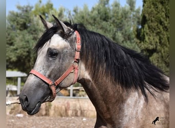 Andaluces, Semental, 2 años, 162 cm, Buckskin/Bayo