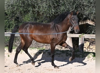 Andaluces, Semental, 2 años, 162 cm, Castaño