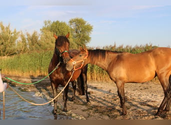 Andaluces, Semental, 2 años, 162 cm, Castaño