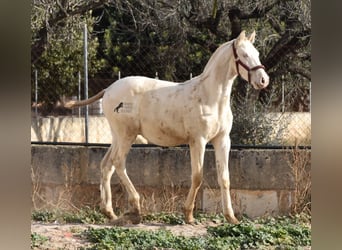 Andaluces, Semental, 2 años, 162 cm, Perlino