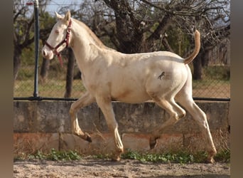 Andaluces, Semental, 2 años, 162 cm, Perlino