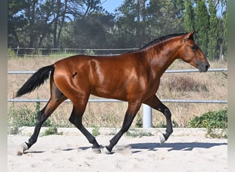 Andaluces, Semental, 2 años, 169 cm, Castaño