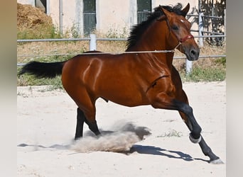 Andaluces, Semental, 2 años, 169 cm, Castaño