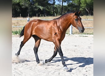 Andaluces, Semental, 2 años, 169 cm, Castaño