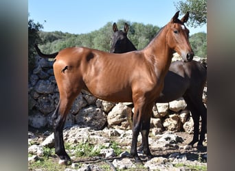 Andaluces, Semental, 2 años, 170 cm, Castaño