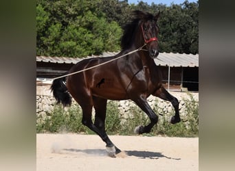 Andaluces, Semental, 2 años, 170 cm, Castaño