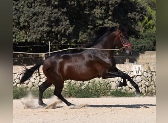 Andaluces, Semental, 2 años, 170 cm, Castaño