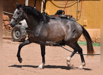 Andaluces, Semental, 2 años, 170 cm, Tordo