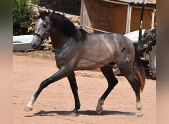 Andaluces, Semental, 2 años, 170 cm, Tordo