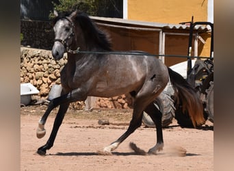 Andaluces, Semental, 2 años, 170 cm, Tordo