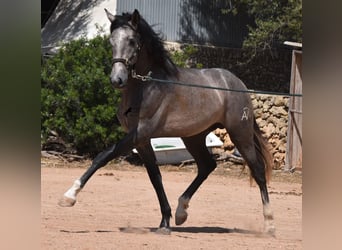 Andaluces, Semental, 2 años, 170 cm, Tordo