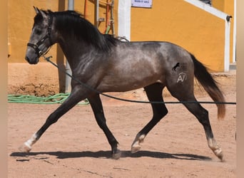 Andaluces, Semental, 2 años, 170 cm, Tordo