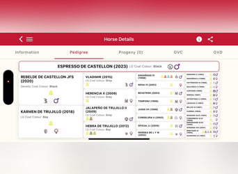 Andaluces, Semental, 2 años, 173 cm, Negro Andaluces, Semental, 2 años, 173 cm, Negro