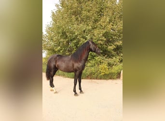 Andaluces, Semental, 2 años, 173 cm, Negro Andaluces, Semental, 2 años, 173 cm, Negro