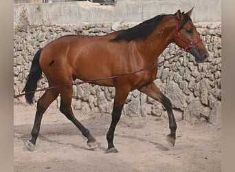 Andaluces, Semental, 2 años, 175 cm, Castaño