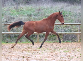 Andaluces, Semental, 2 años, Castaño claro