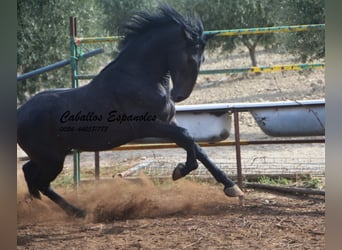 Andaluces, Semental, 2 años, Tordillo negro