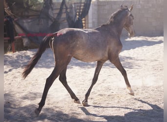 Andaluces, Semental, 2 años, Tordo