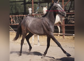 Andaluces, Semental, 2 años, Tordo