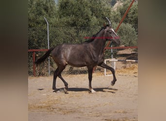 Andaluces, Semental, 2 años, Tordo