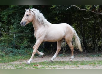 Andaluces, Semental, 3 años, 150 cm, Palomino