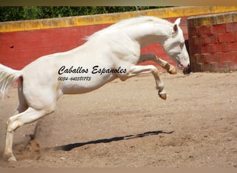 Andaluces, Semental, 3 años, 151 cm, Cremello
