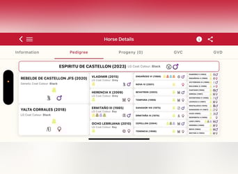 Andaluces, Semental, 3 años, 152 cm