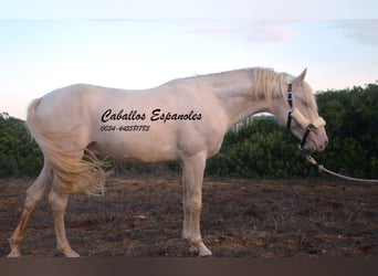 Andaluces, Semental, 3 años, 153 cm, Cremello