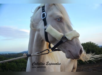 Andaluces, Semental, 3 años, 153 cm, Cremello