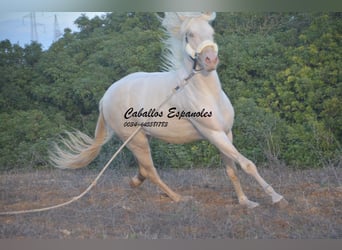 Andaluces, Semental, 3 años, 153 cm, Cremello