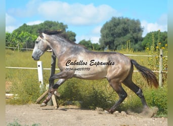 Andaluces, Semental, 3 años, 153 cm, Musgo marrón