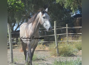 Andaluces, Semental, 3 años, 153 cm, Musgo marrón