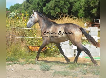 Andaluces, Semental, 3 años, 153 cm, Musgo marrón