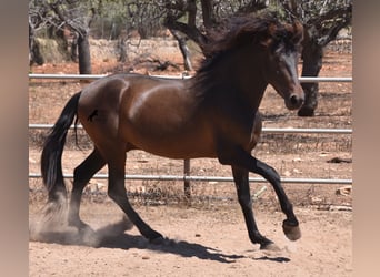 Andaluces, Semental, 3 años, 154 cm, Castaño