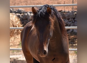 Andaluces, Semental, 3 años, 154 cm, Castaño