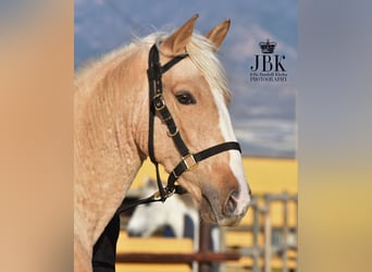 Andaluces Mestizo, Semental, 3 años, 154 cm, Palomino