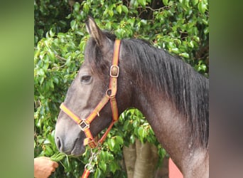 Andaluces, Semental, 3 años, 154 cm, Tordo ruano