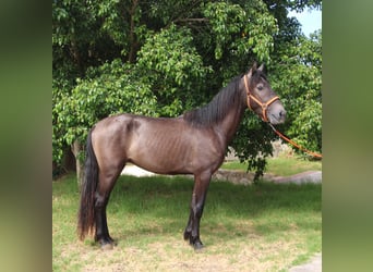 Andaluces, Semental, 3 años, 154 cm, Tordo ruano