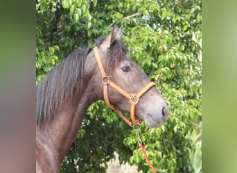 Andaluces, Semental, 3 años, 154 cm, Tordo ruano