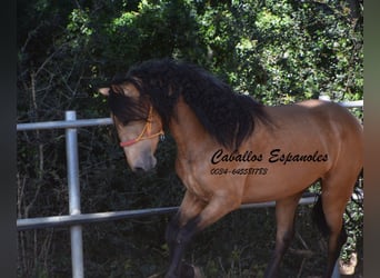 Andaluces, Semental, 3 años, 155 cm, Buckskin/Bayo